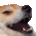 [Image: dogeke.gif]