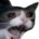 Catscream