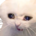 Cryccat